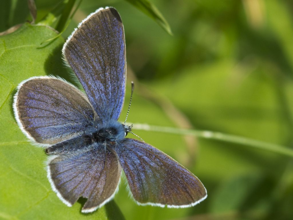 Tutte Polyommatus semiargus?